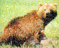 Grizzly (Brown) Bear